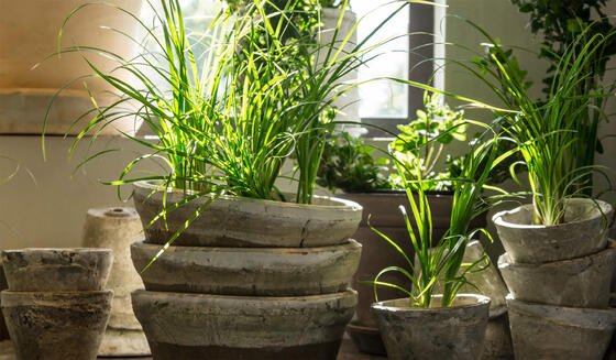 How to choose and care for plants in your orangery